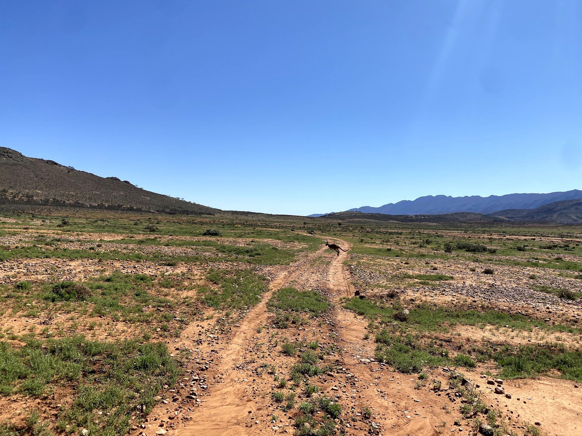 A kangaroo crossing the track, Flinders Ranges