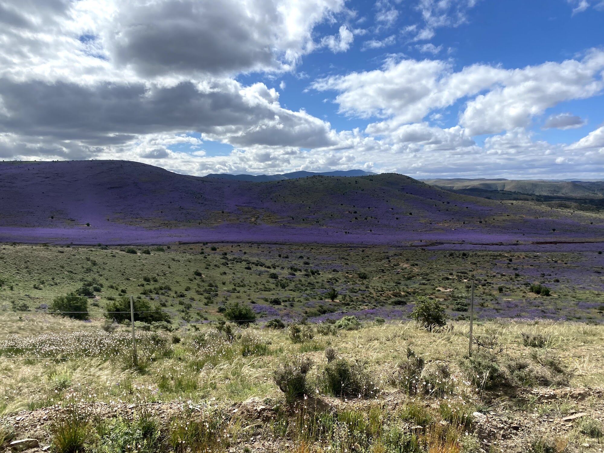 Hillsides purple with wildflowers in spring
